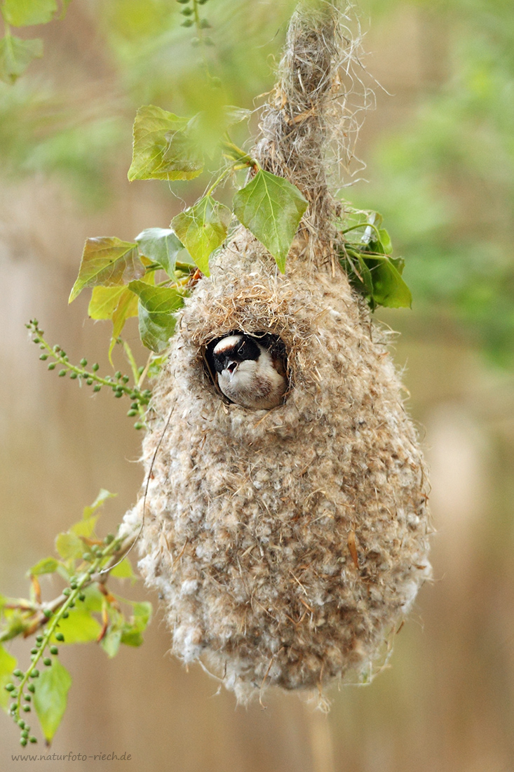 Beutelmeisennest