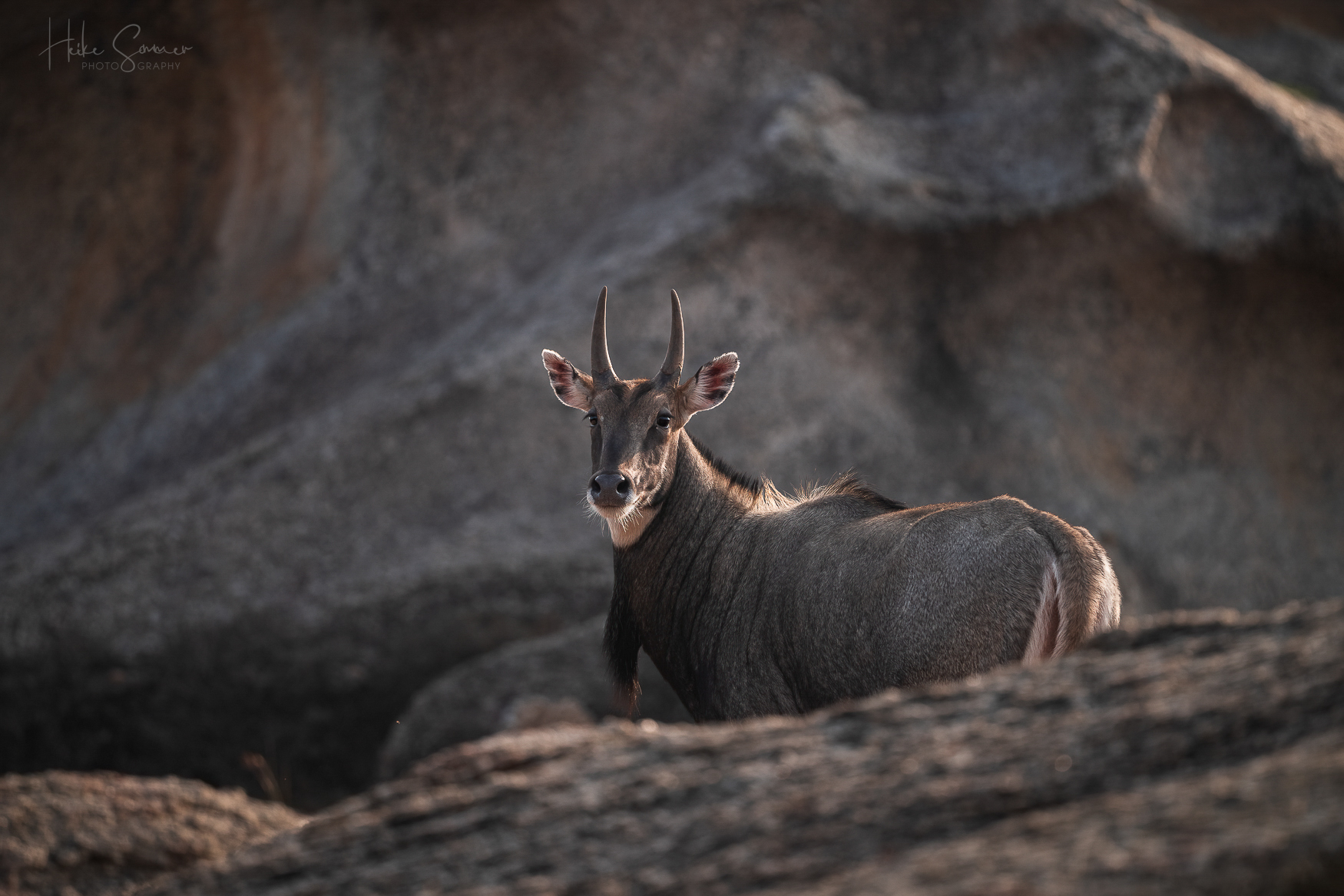 Nilgai on the rocks