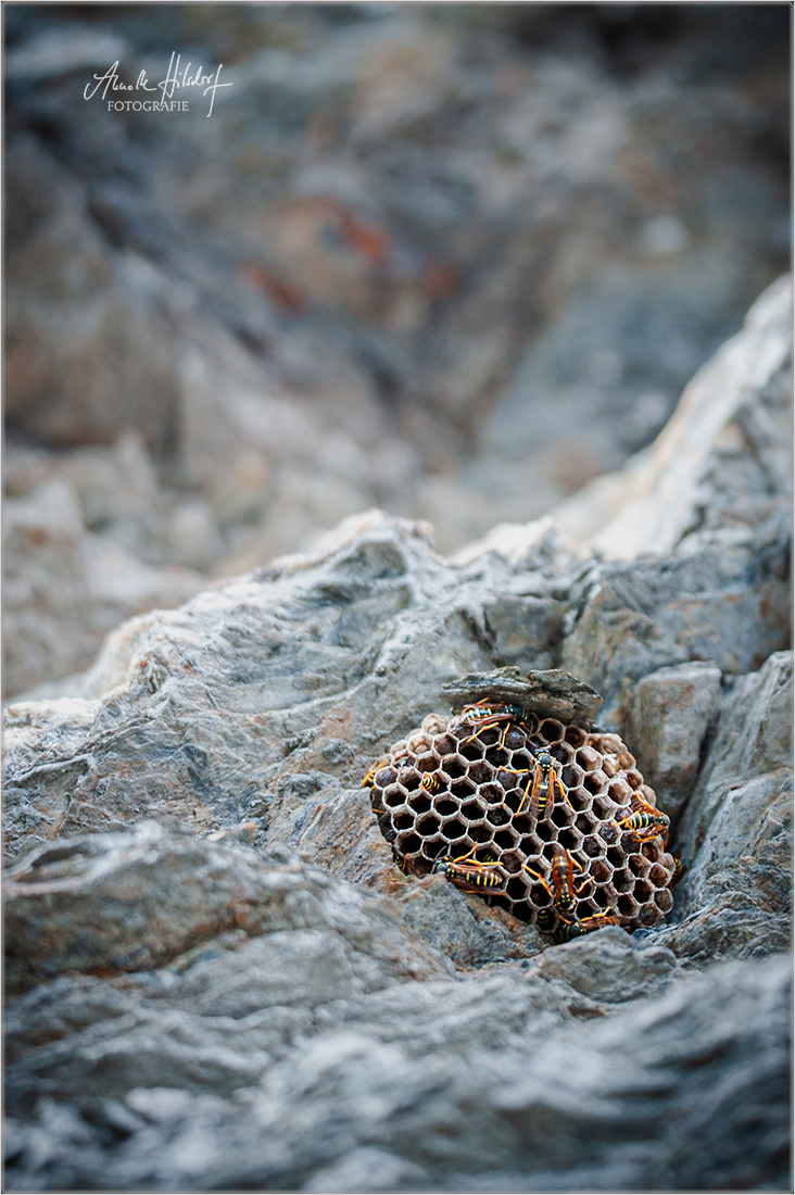 Das Zuhause der Bergfeldwespe