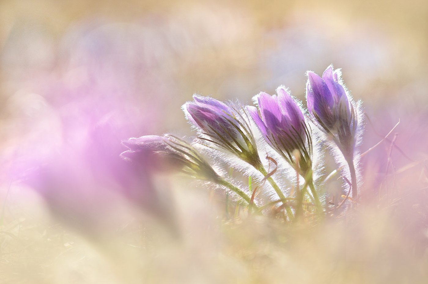 Im Gegenlicht ...,