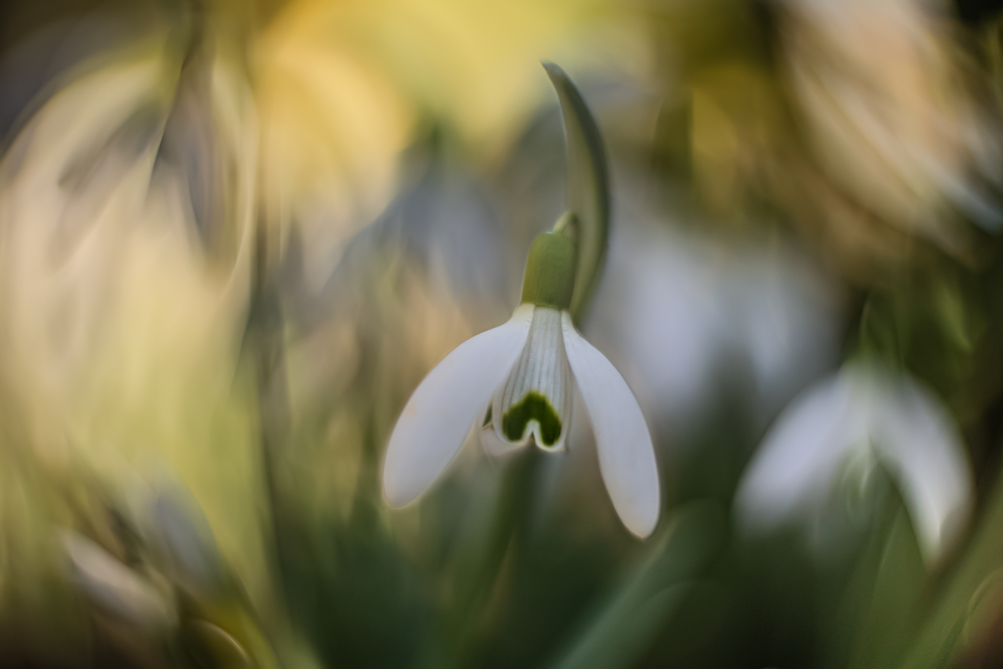 Schneeglöckchen (Altglas)