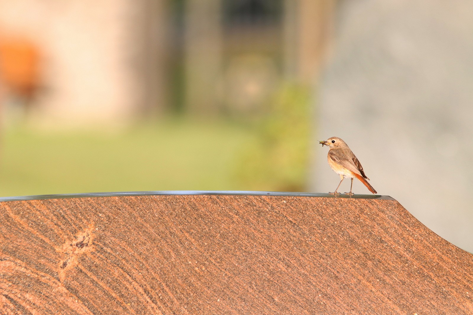 Frau Gartenrotschwanz