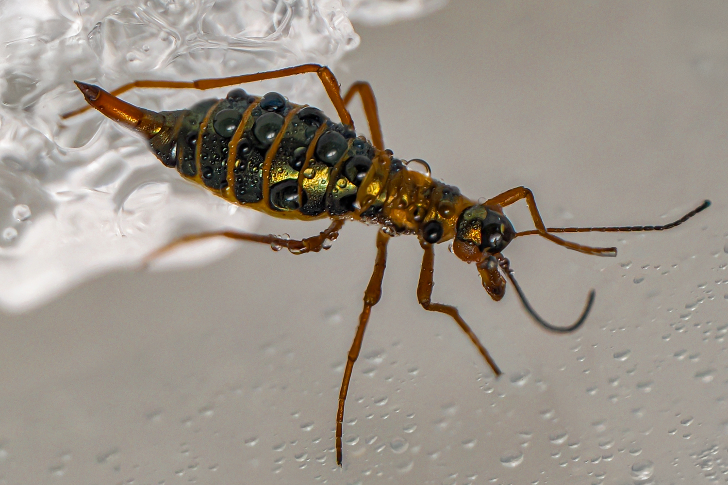 Winterhaft ( sehr klein  und selten )