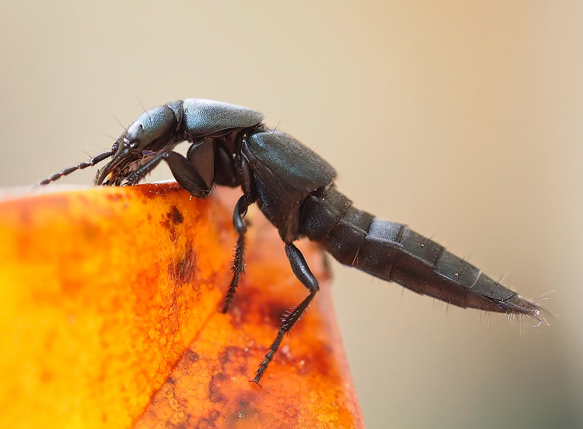 Schwarzer Moderkäfer (Ocypus olens)
