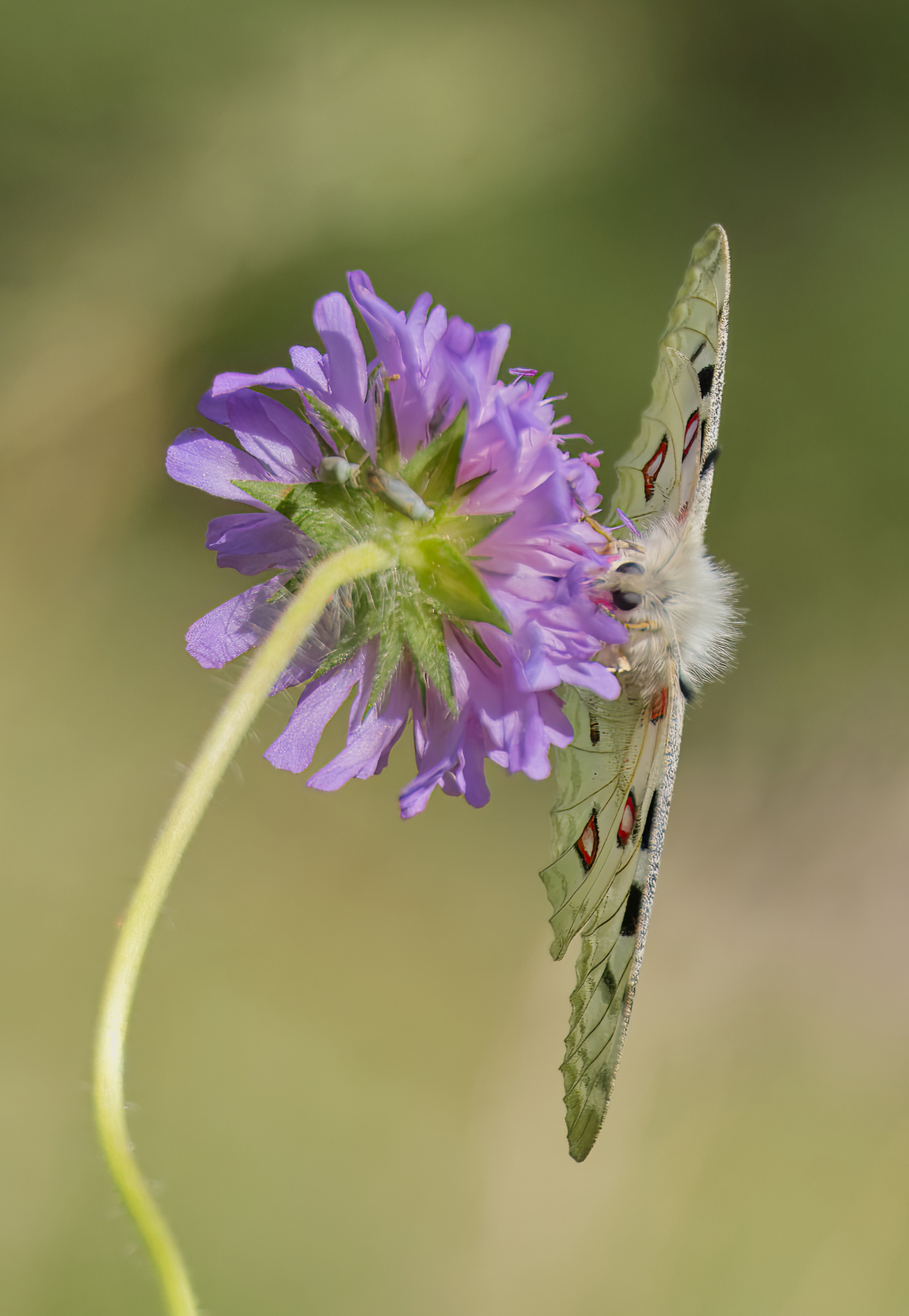 Roter Apollofalter