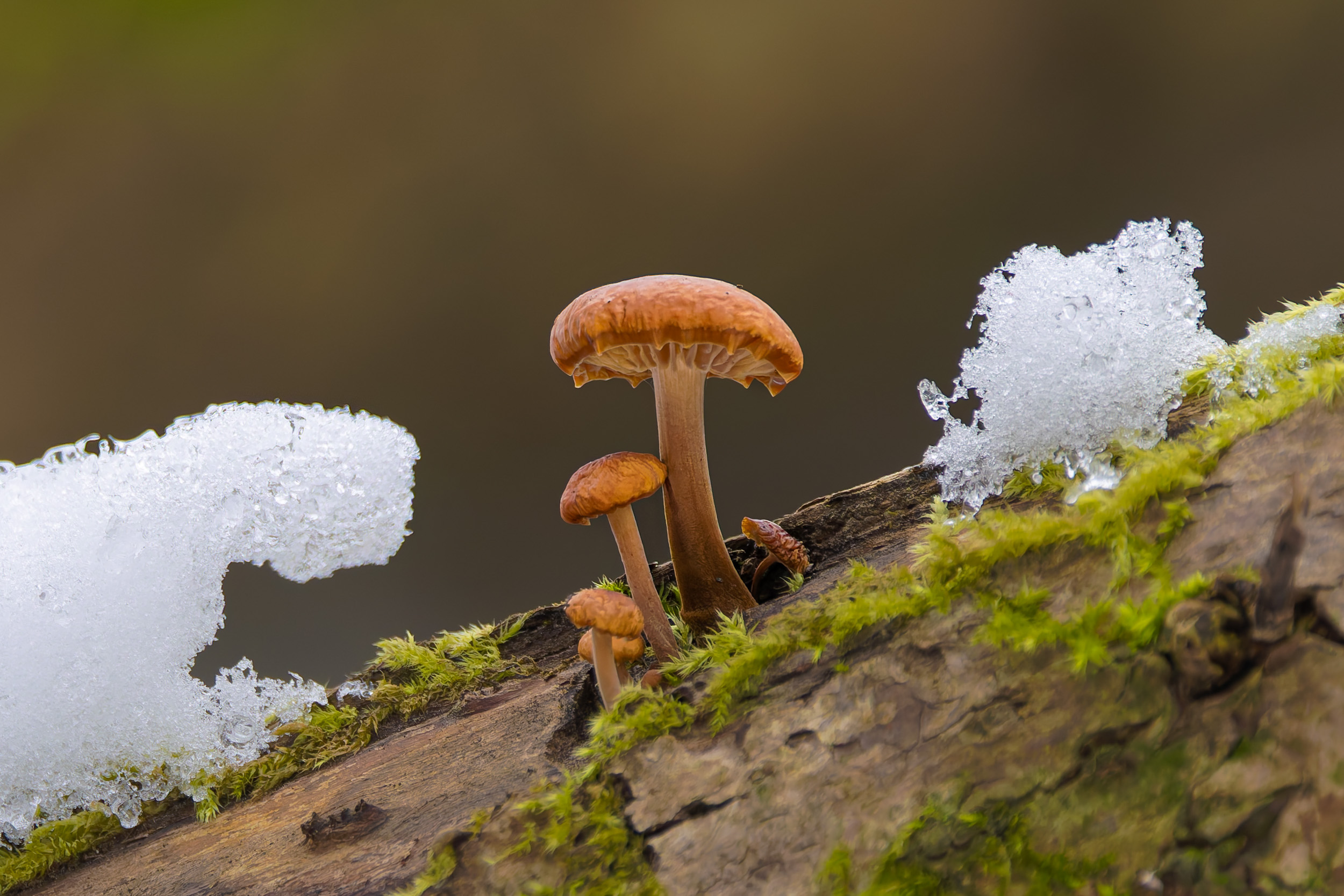 Gemeiner Samtfußrübling (Flammulina velutipes)