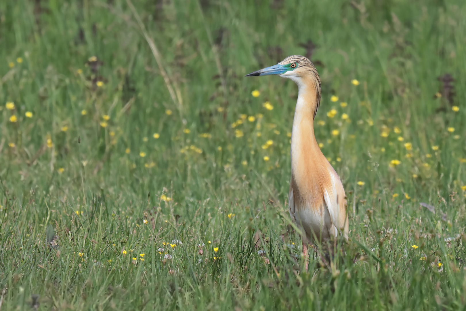 Rallenreiher auf Pirsch