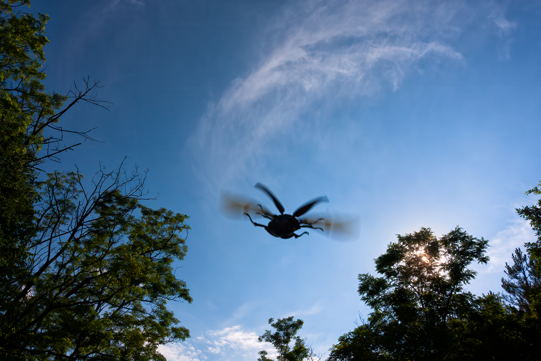 Hirschkäfer im Abflug