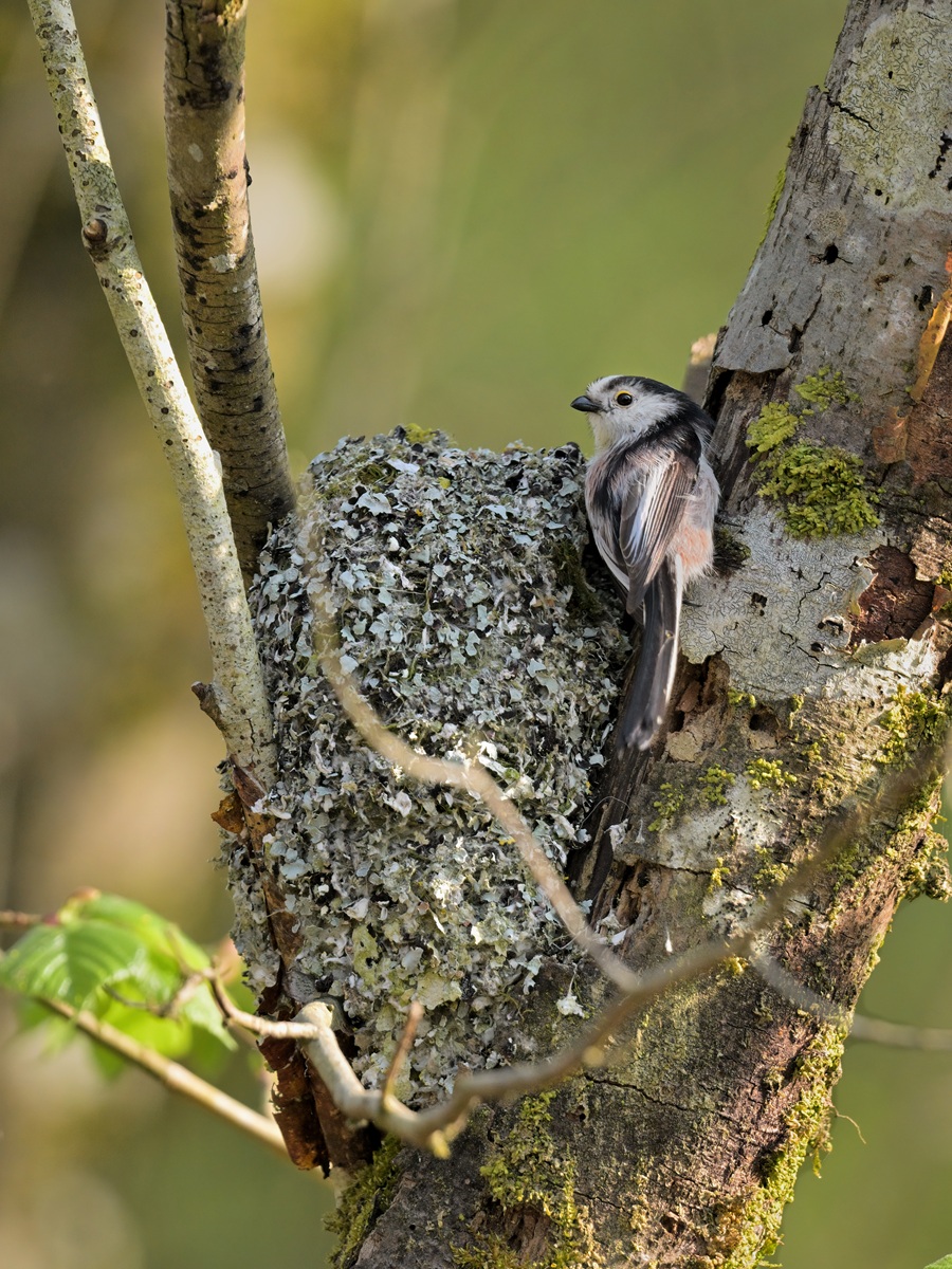 Das Nest der Schwanzmeise