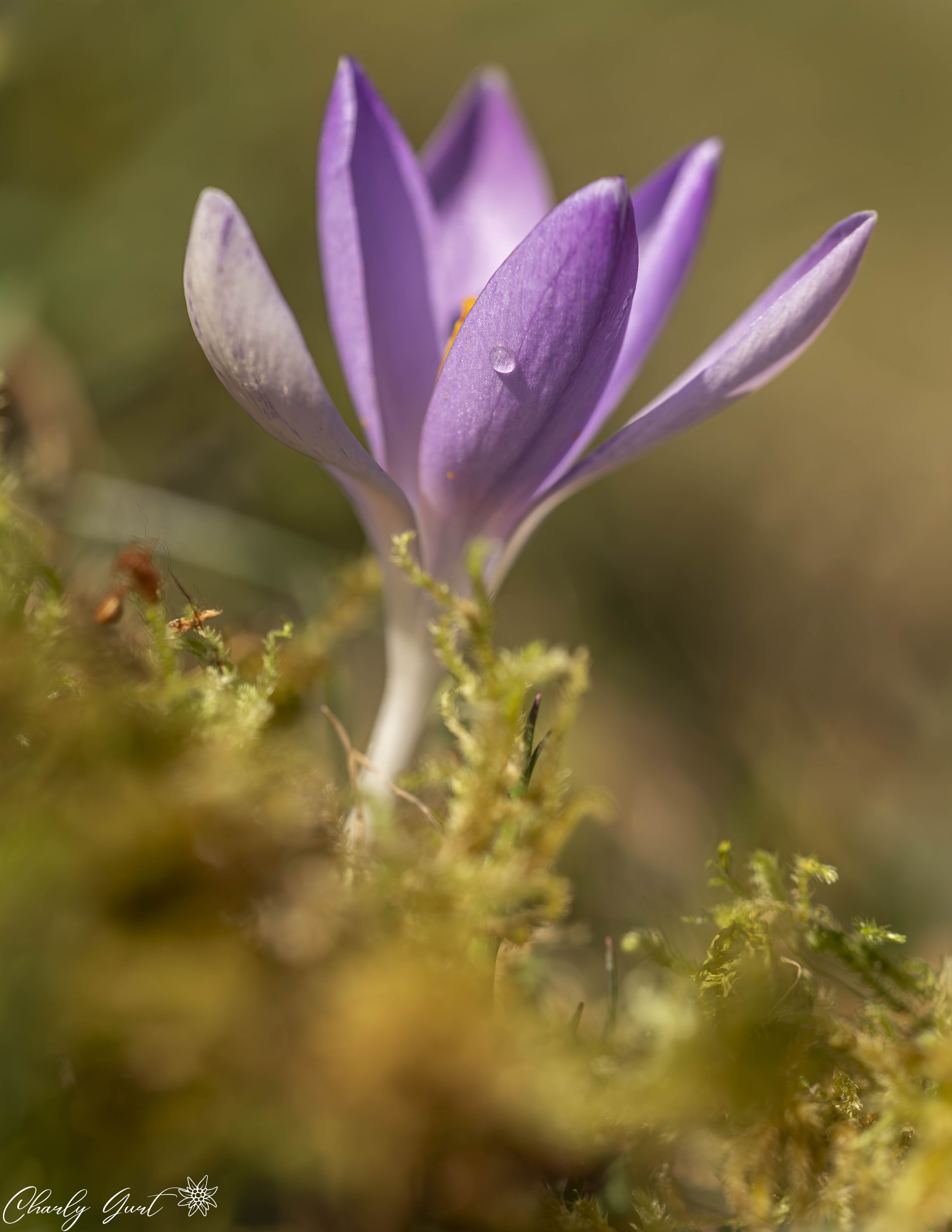 Die ersten Frühlingsboten