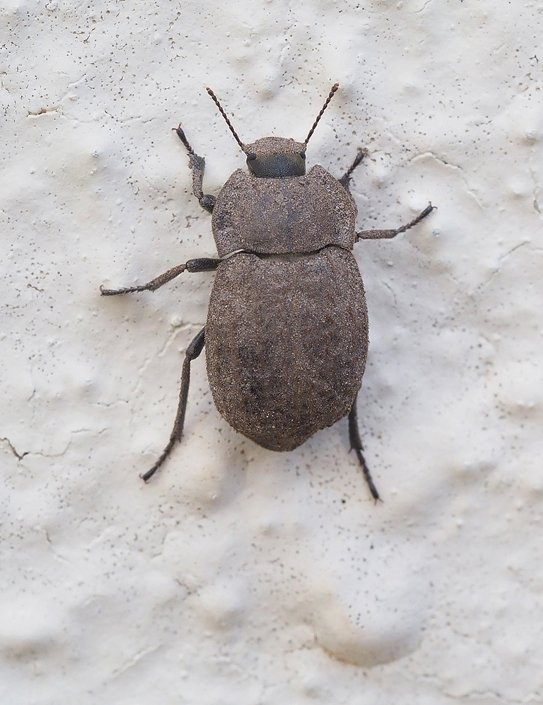 Asida sabulosa