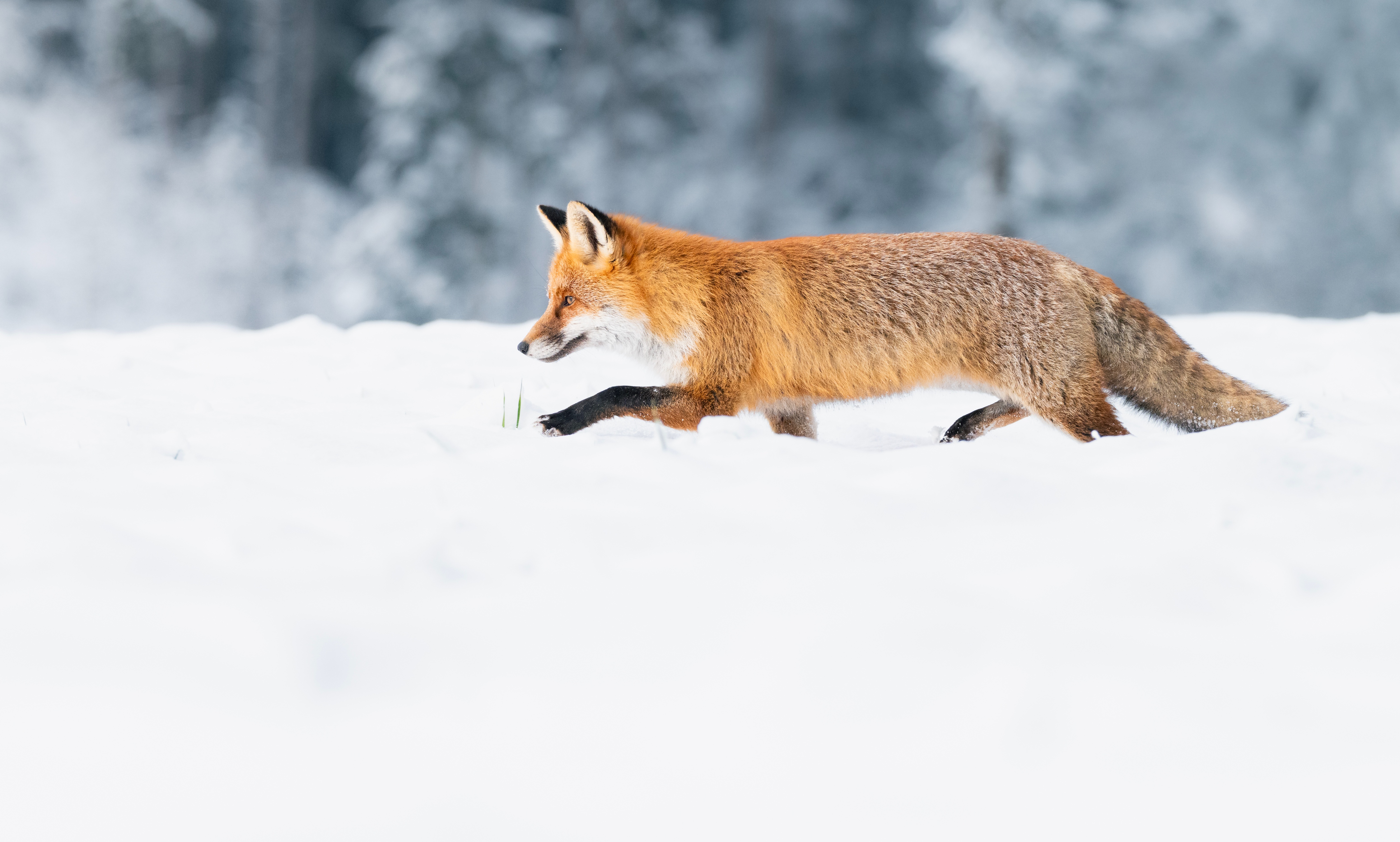 Rotfuchs im Schnee