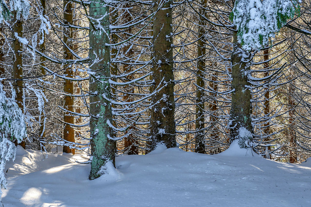 Licht im Wald