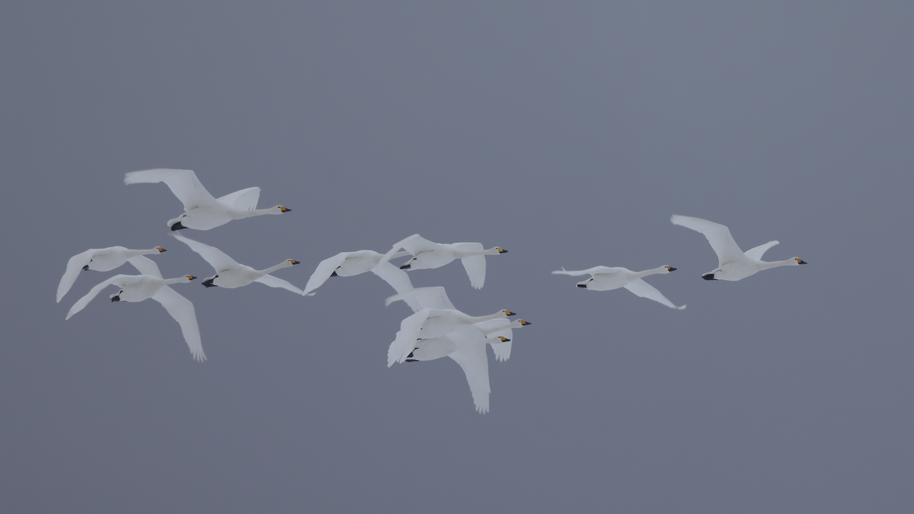 Zwerg- Singschwan Gruppe