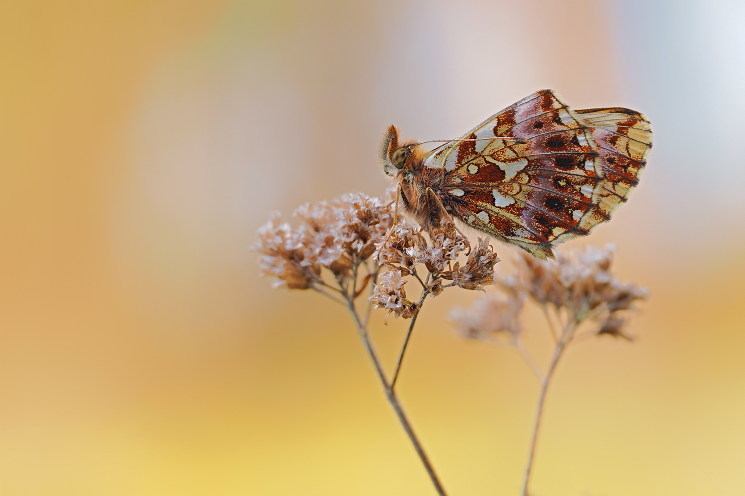 auf die Magerrasen Perlmuttfalter