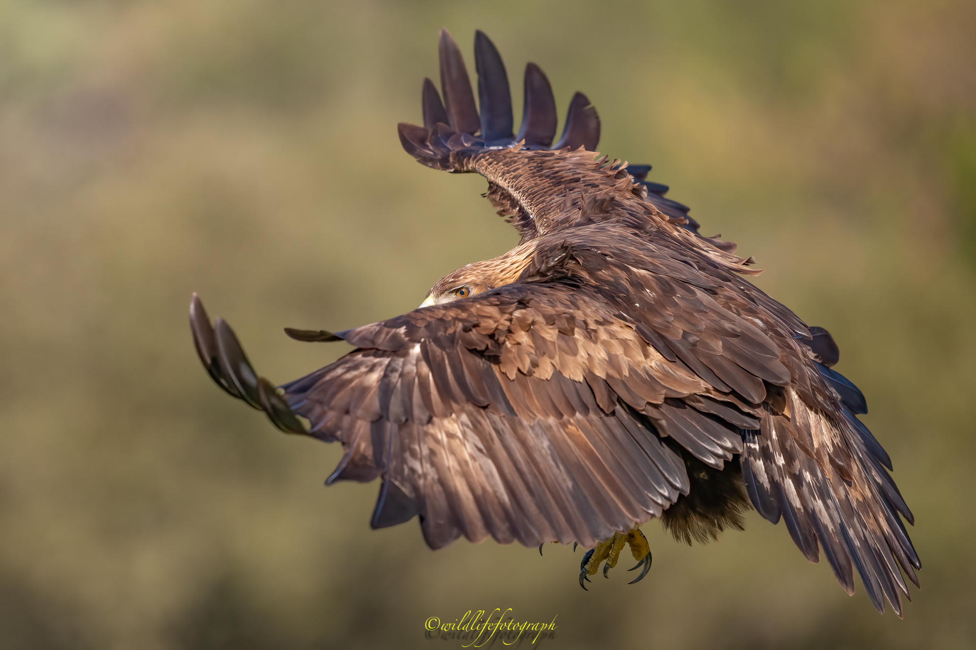 Der König der Adler