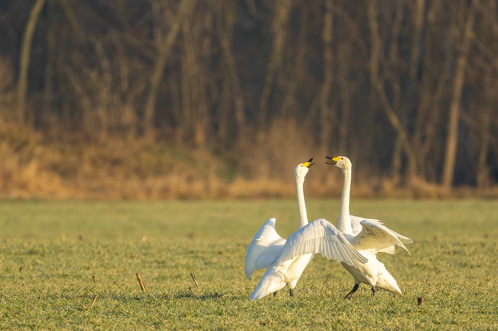 "...Singschwan Balz..."
