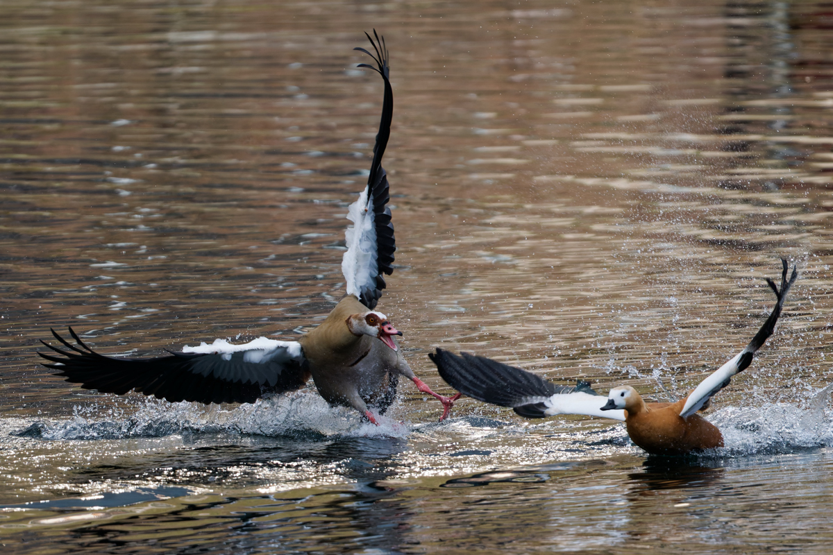 Nilgans....
