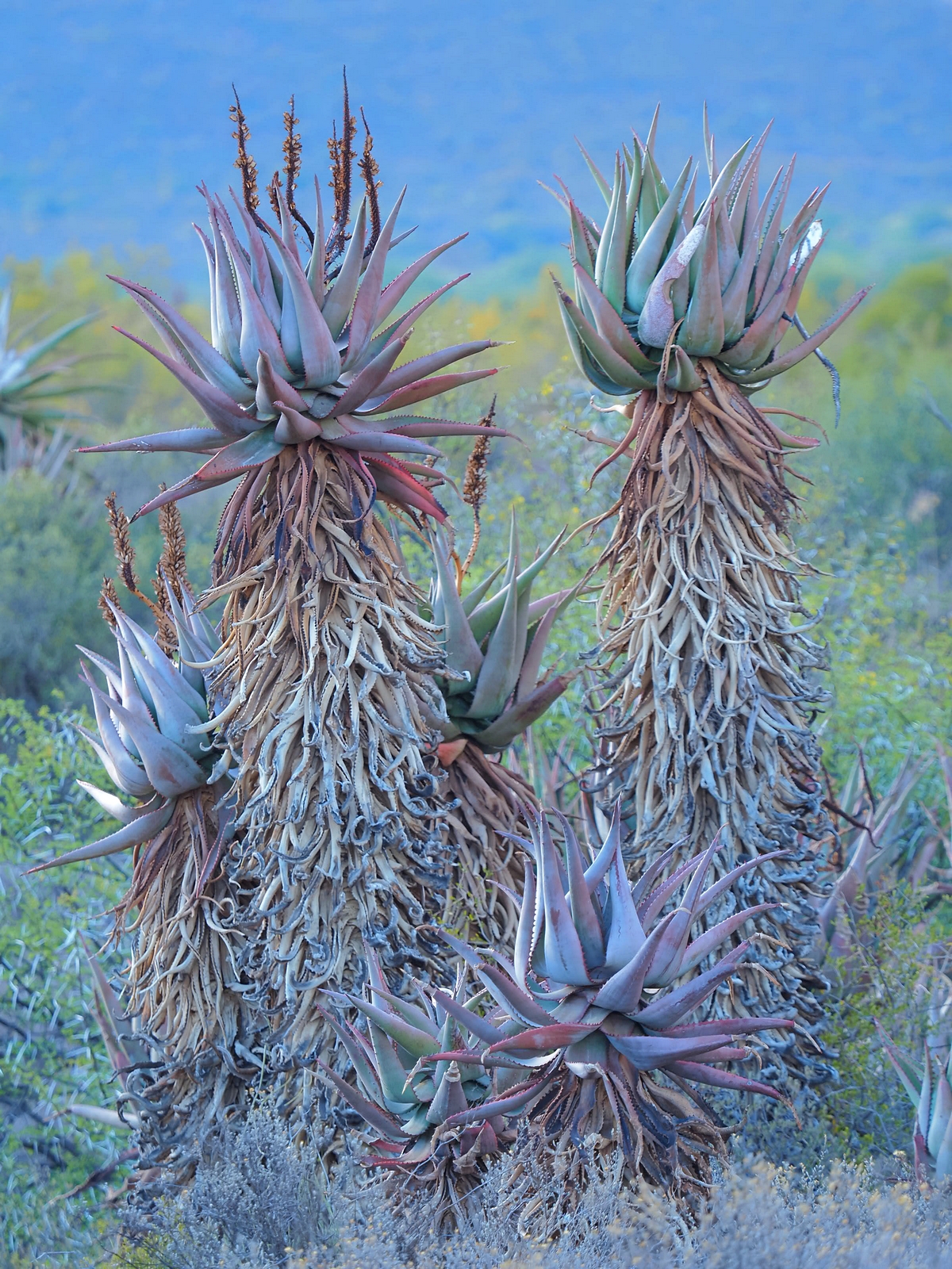 Kap-Aloe