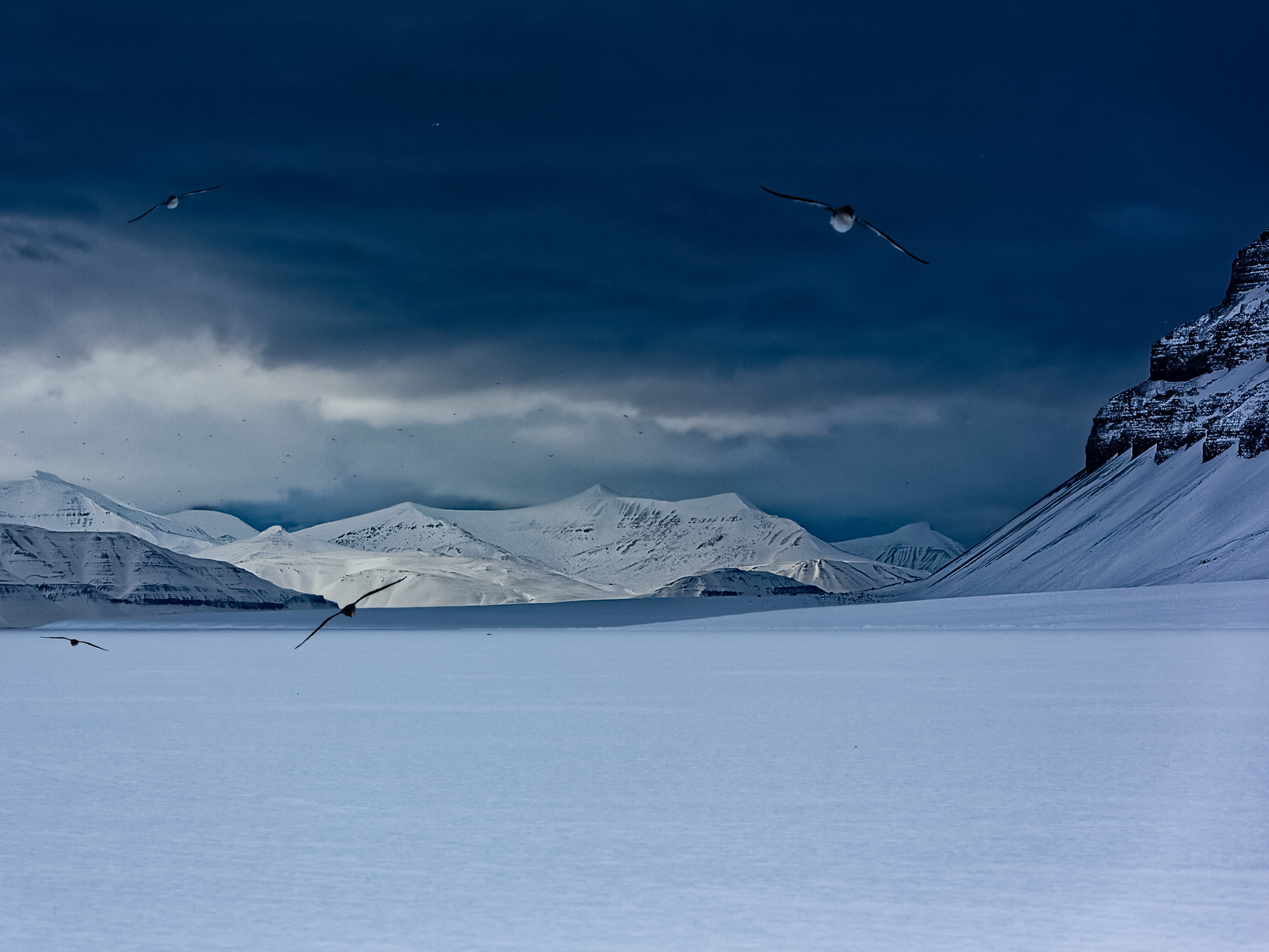 Eiststurmvögel (Fulmarus glacialis) im typischem Habitat