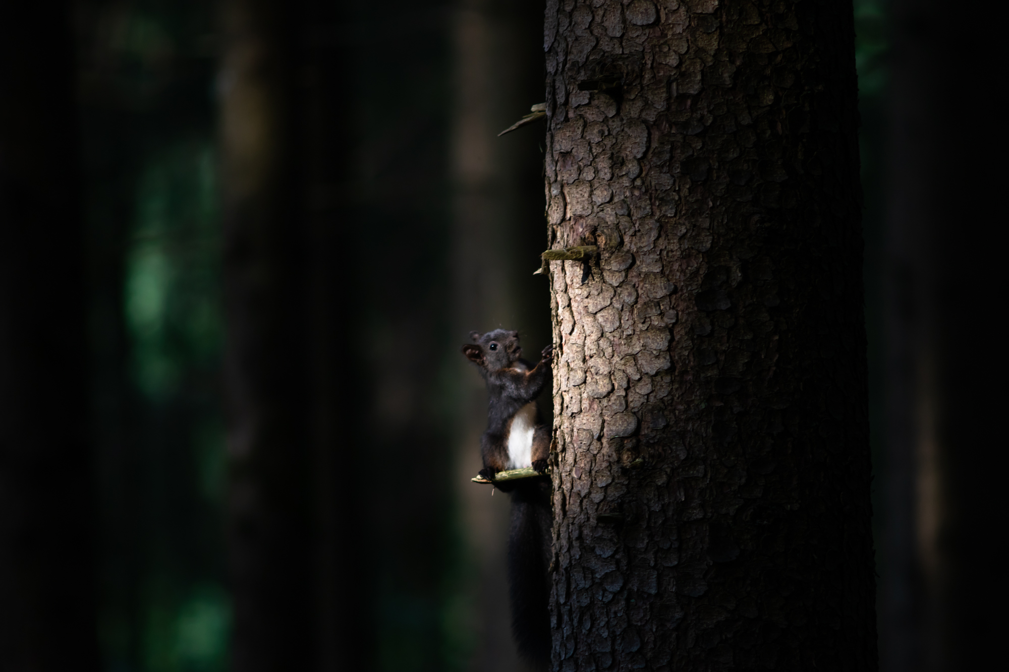 Sportlight im Auwald