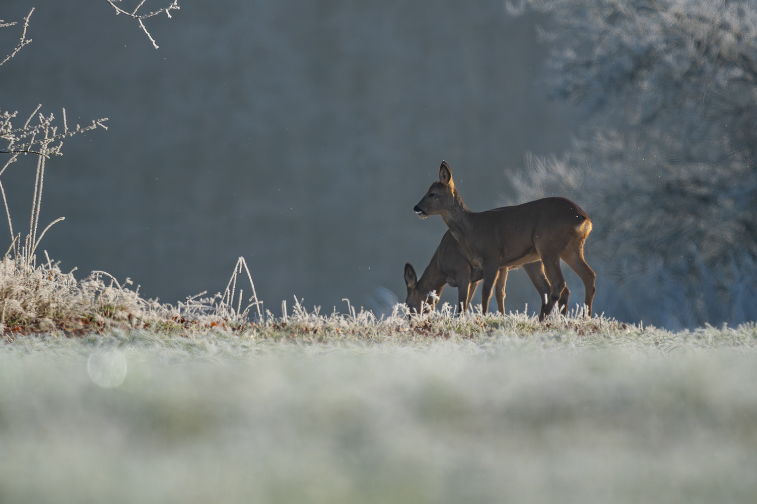 Frostiger Morgen