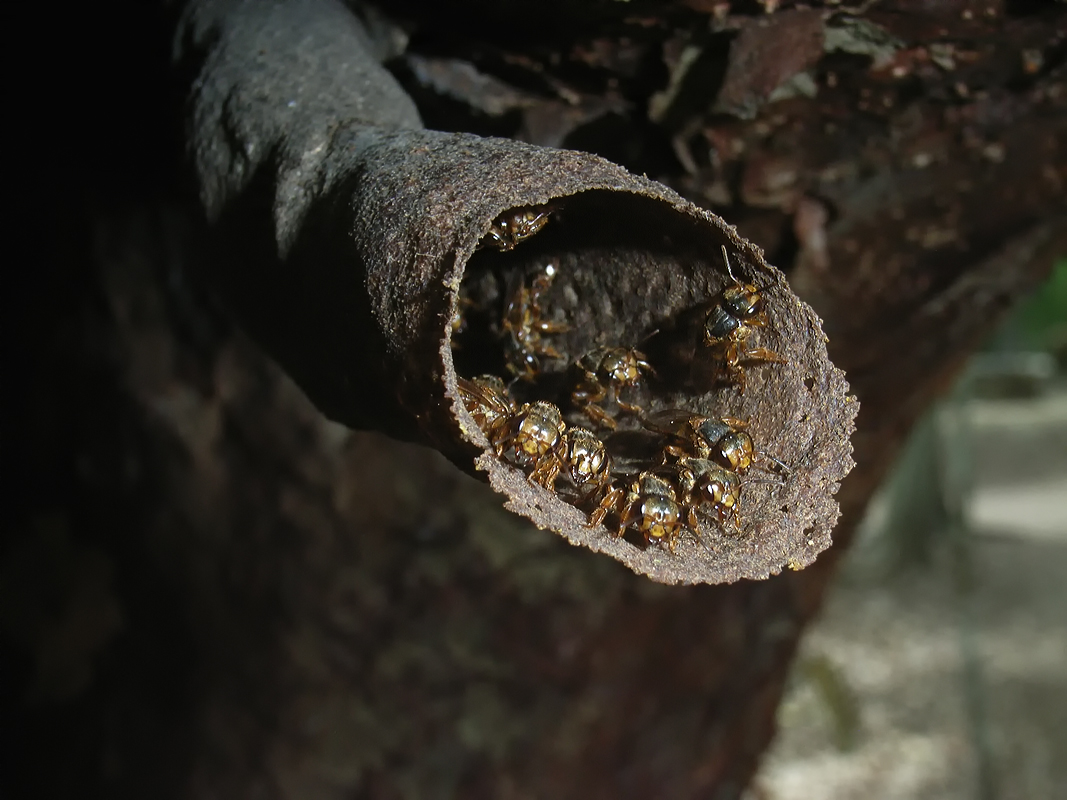 Mexikanische Wildbienen