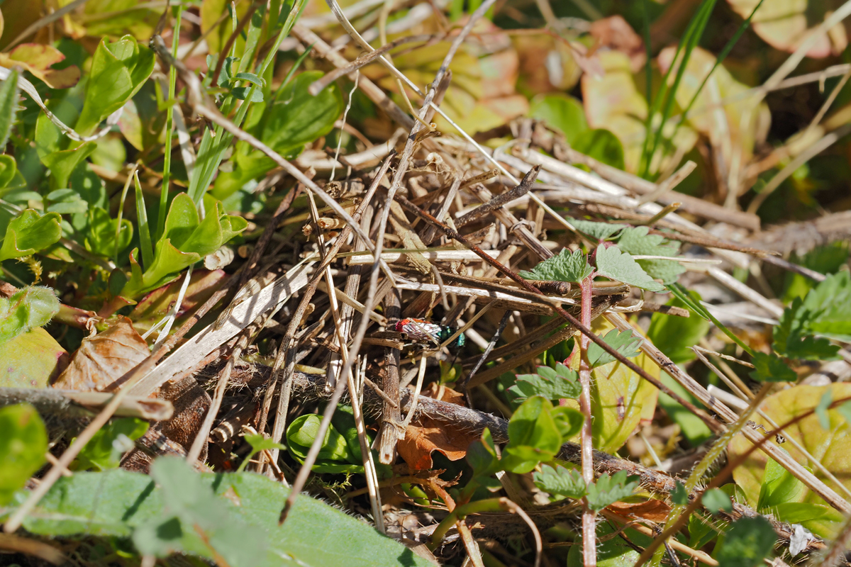 ein Nest der Zweifarbigen Schneckenhausbiene