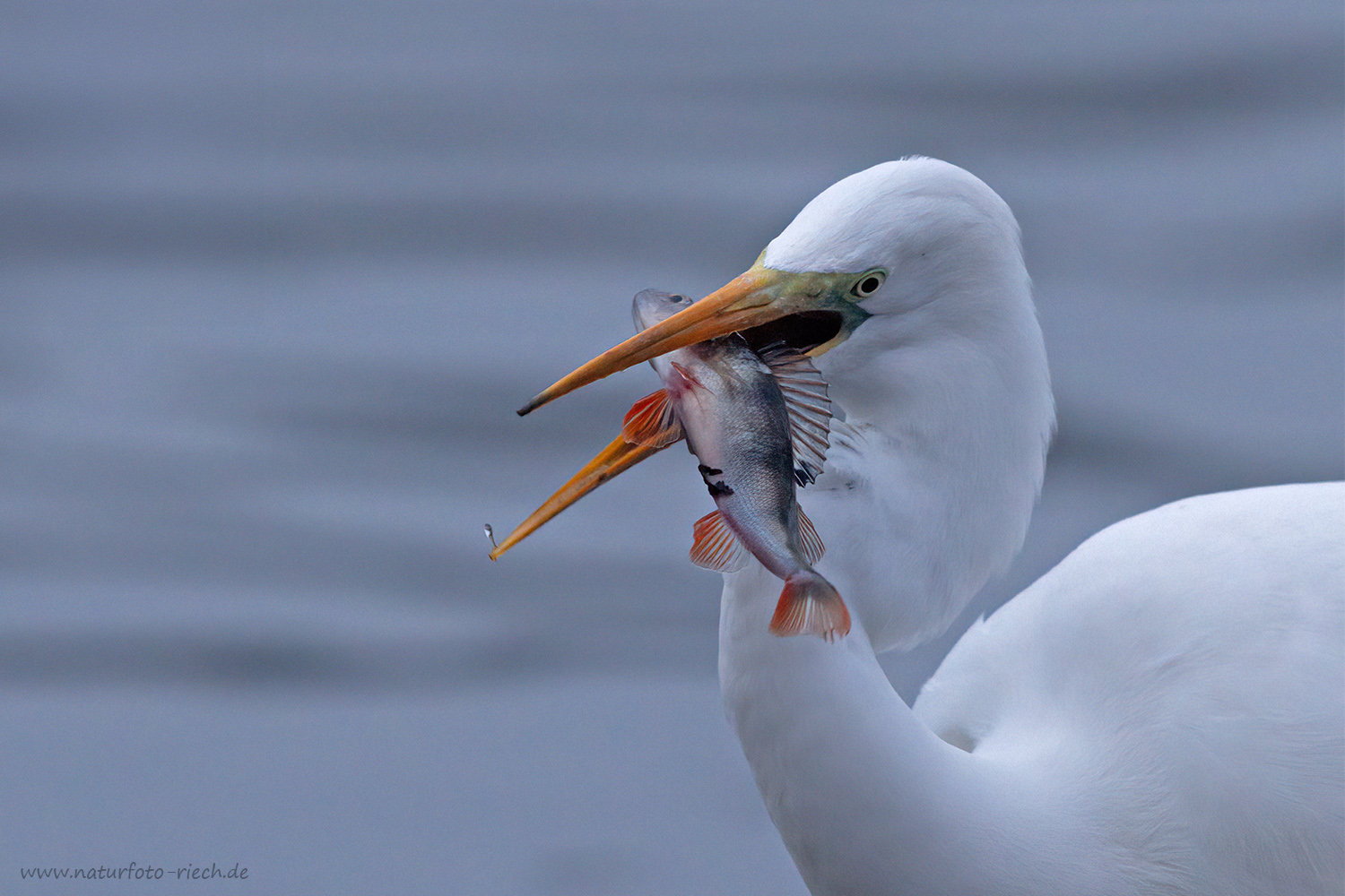 Frischer Fisch