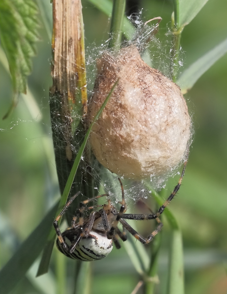 Wespenspinne am Kokon