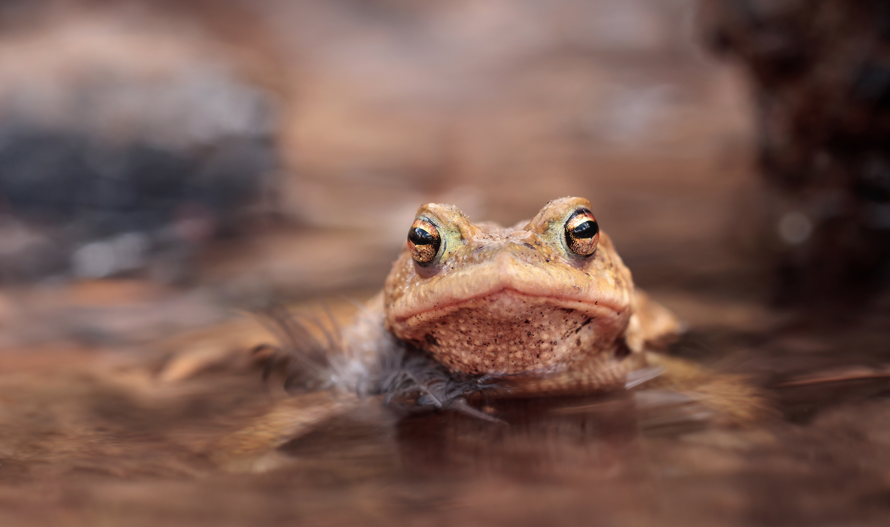 Alaaaf und Hellau....