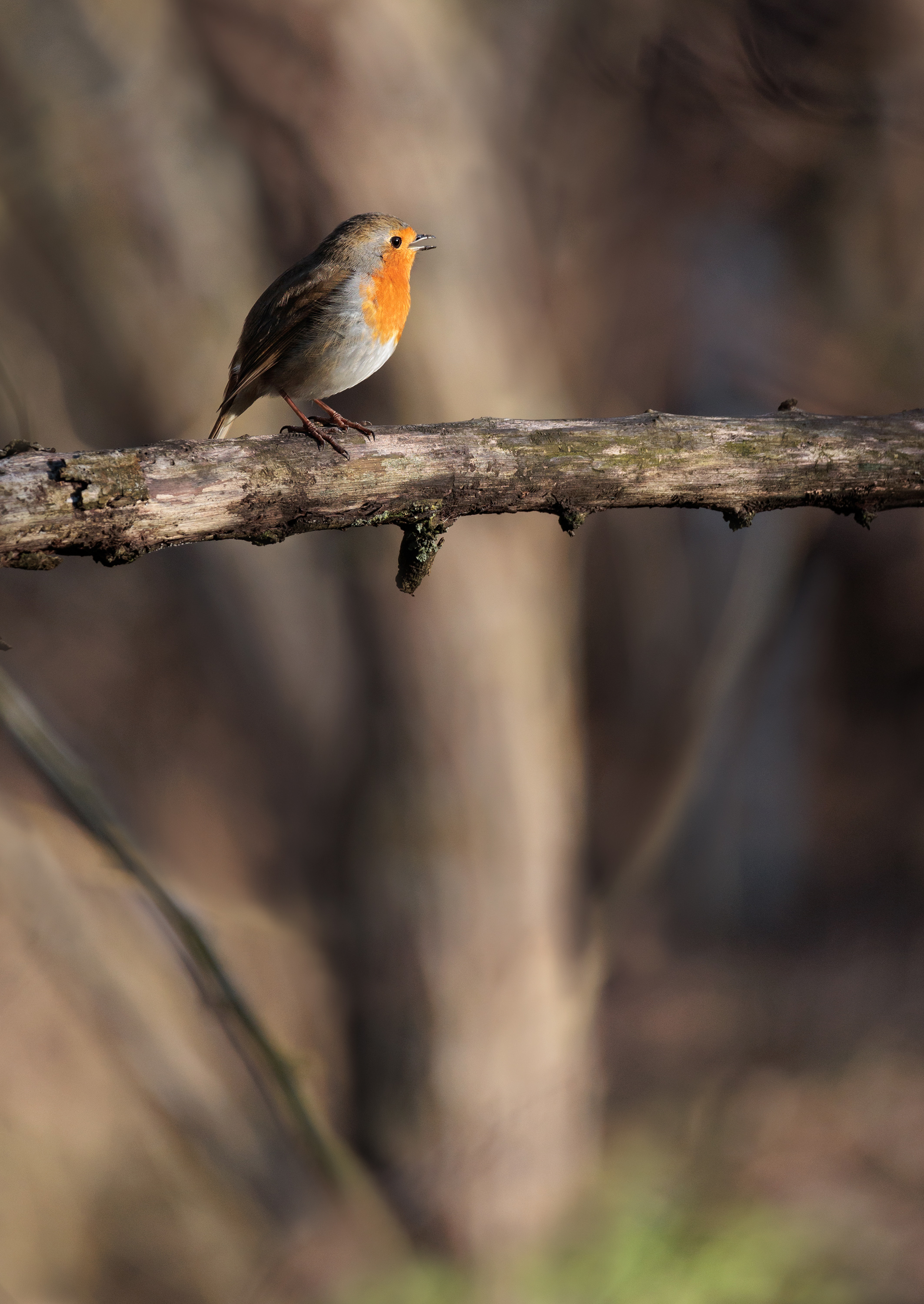 Frühlingsgezwitschere....
