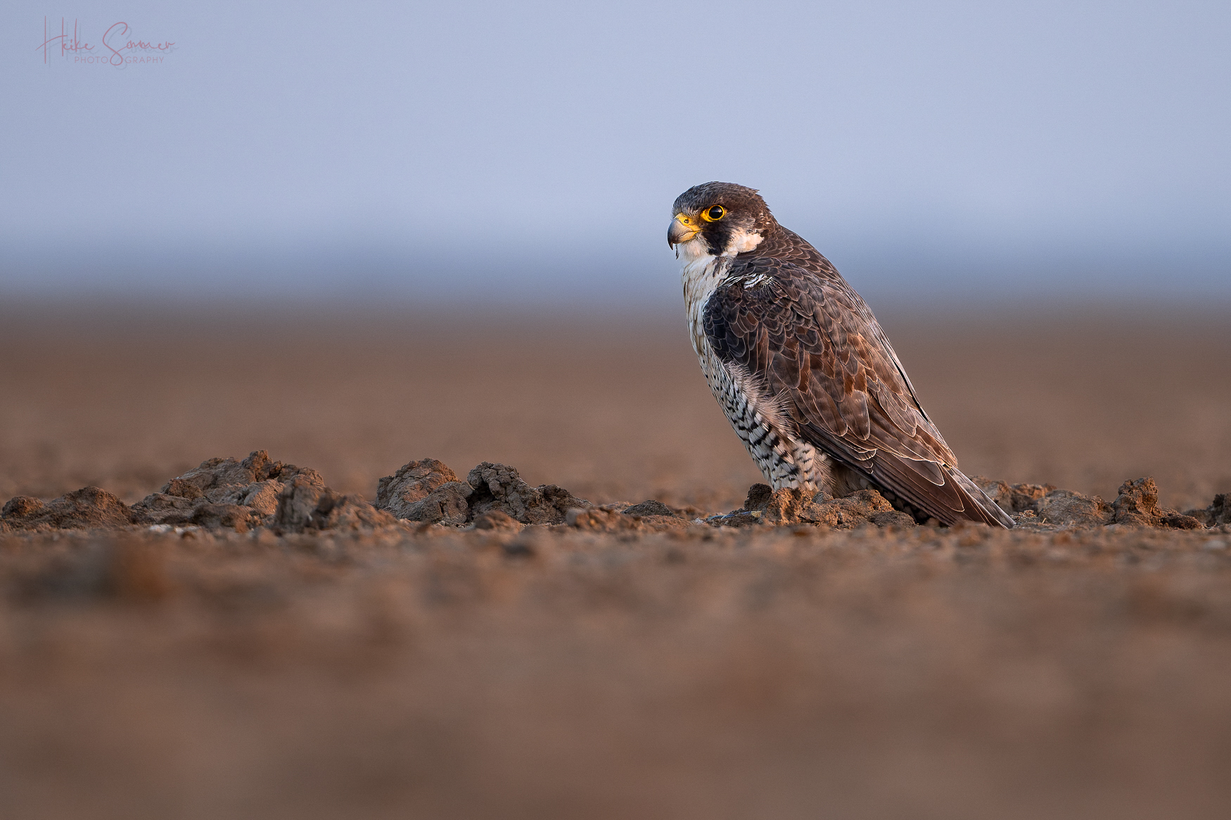 Wanderfalke im letzten Sonnenlicht
