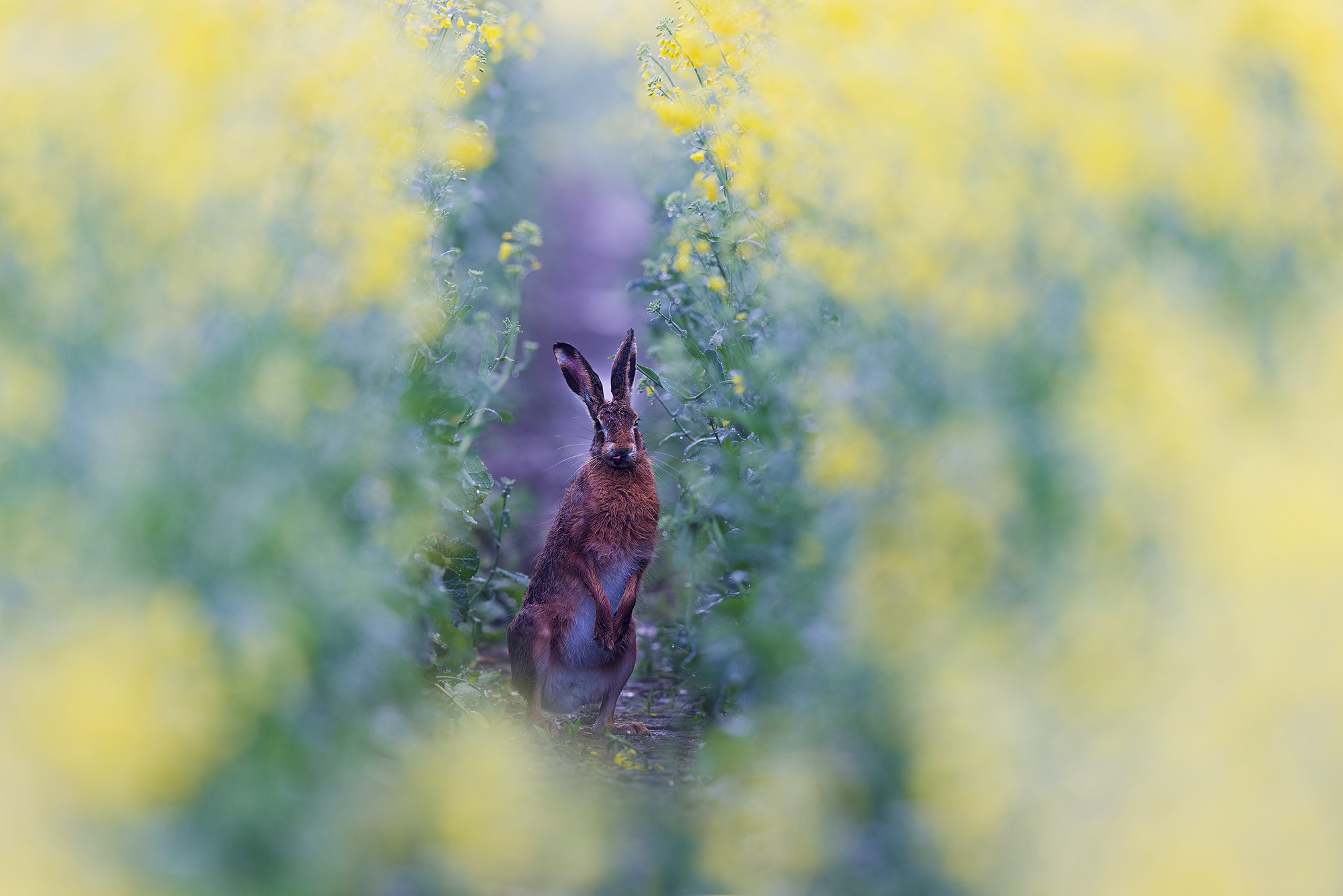 der Hase