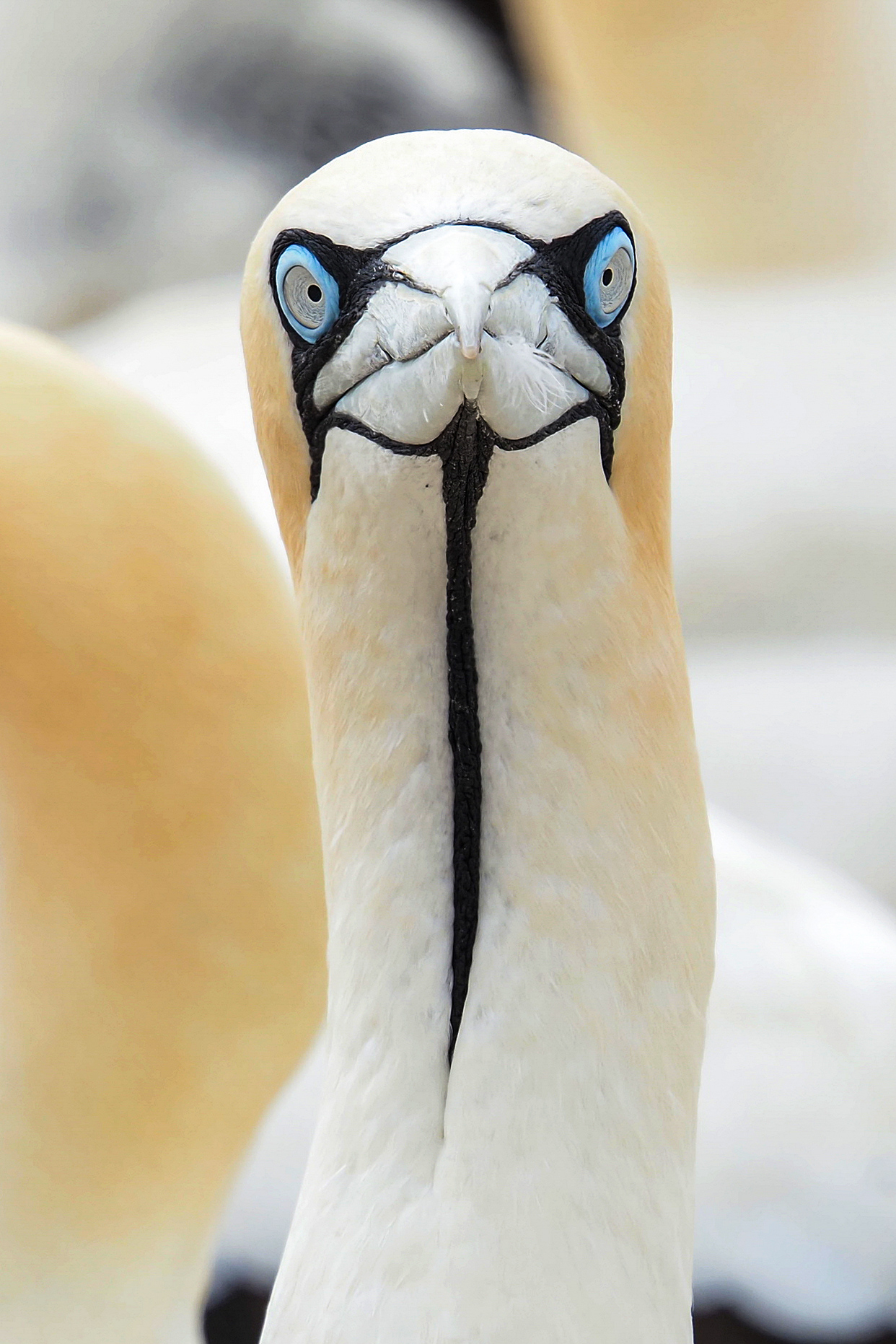 Da guckst