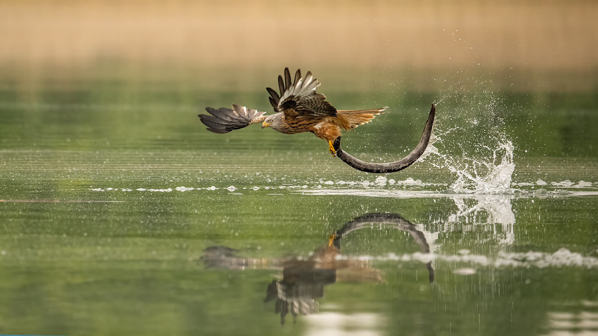 eine Nummer zu groß