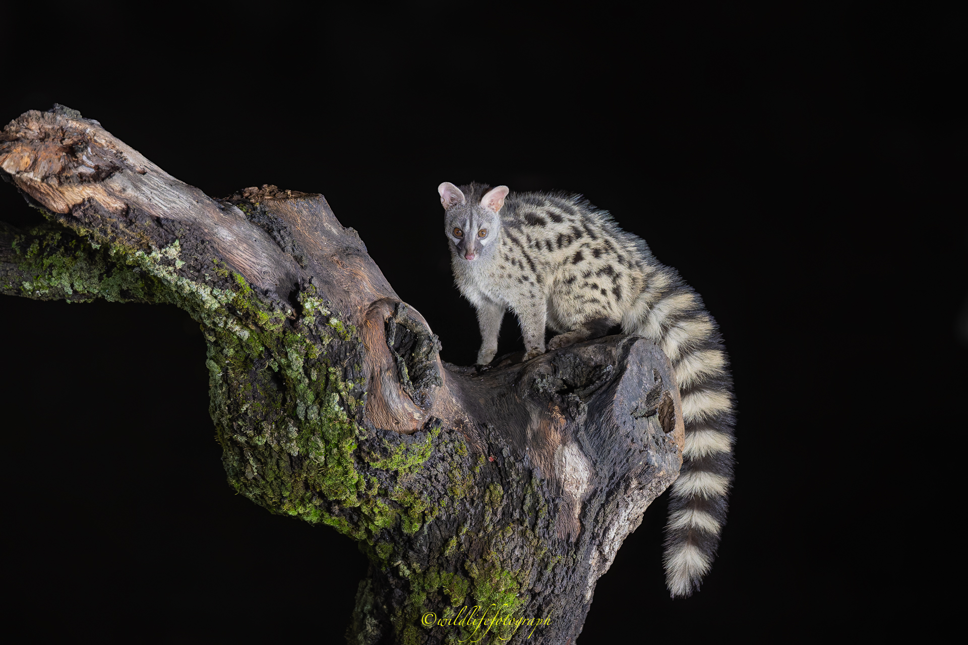 Ginsterkatze