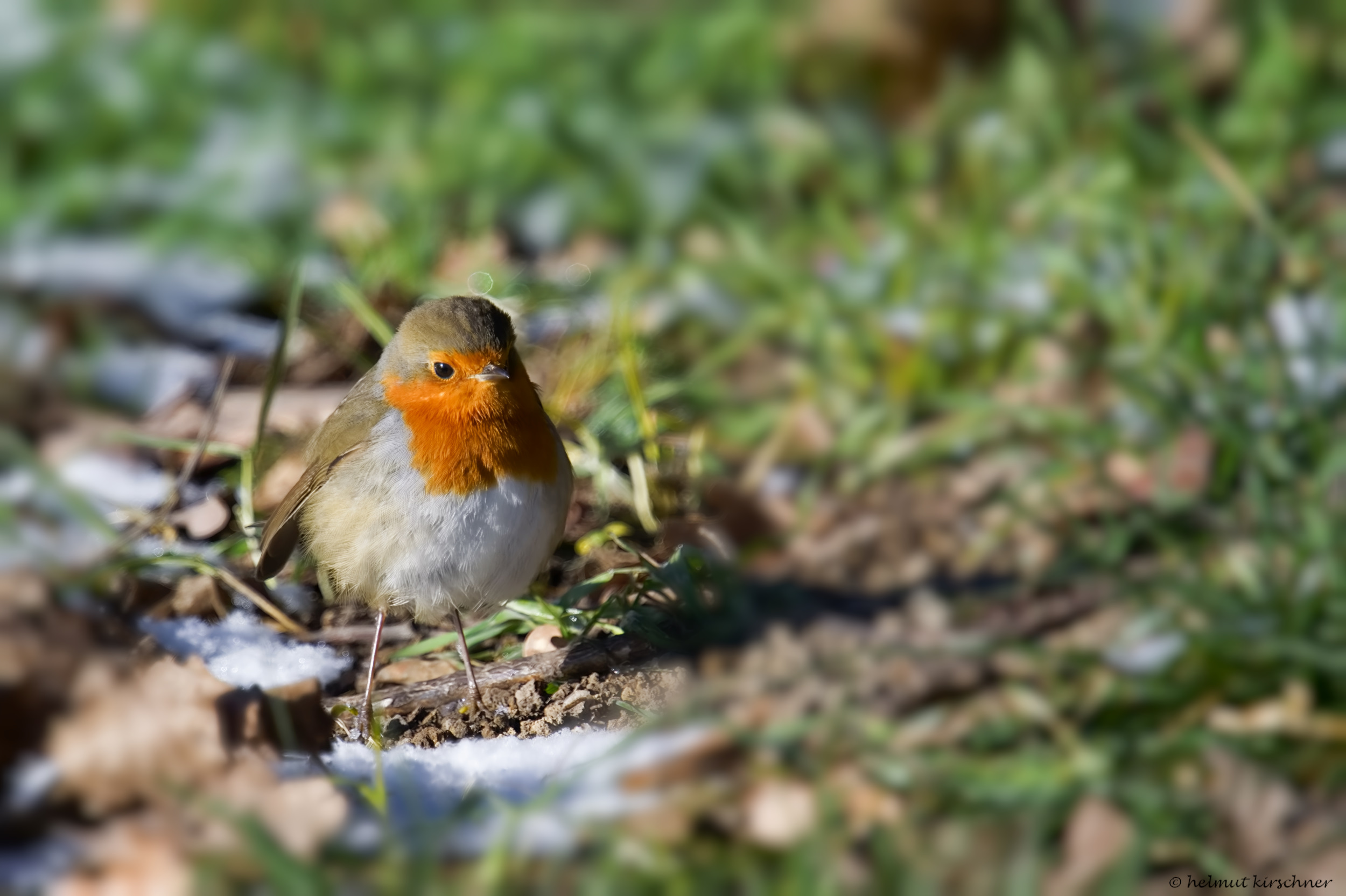 Rotkehlchen im Schnee