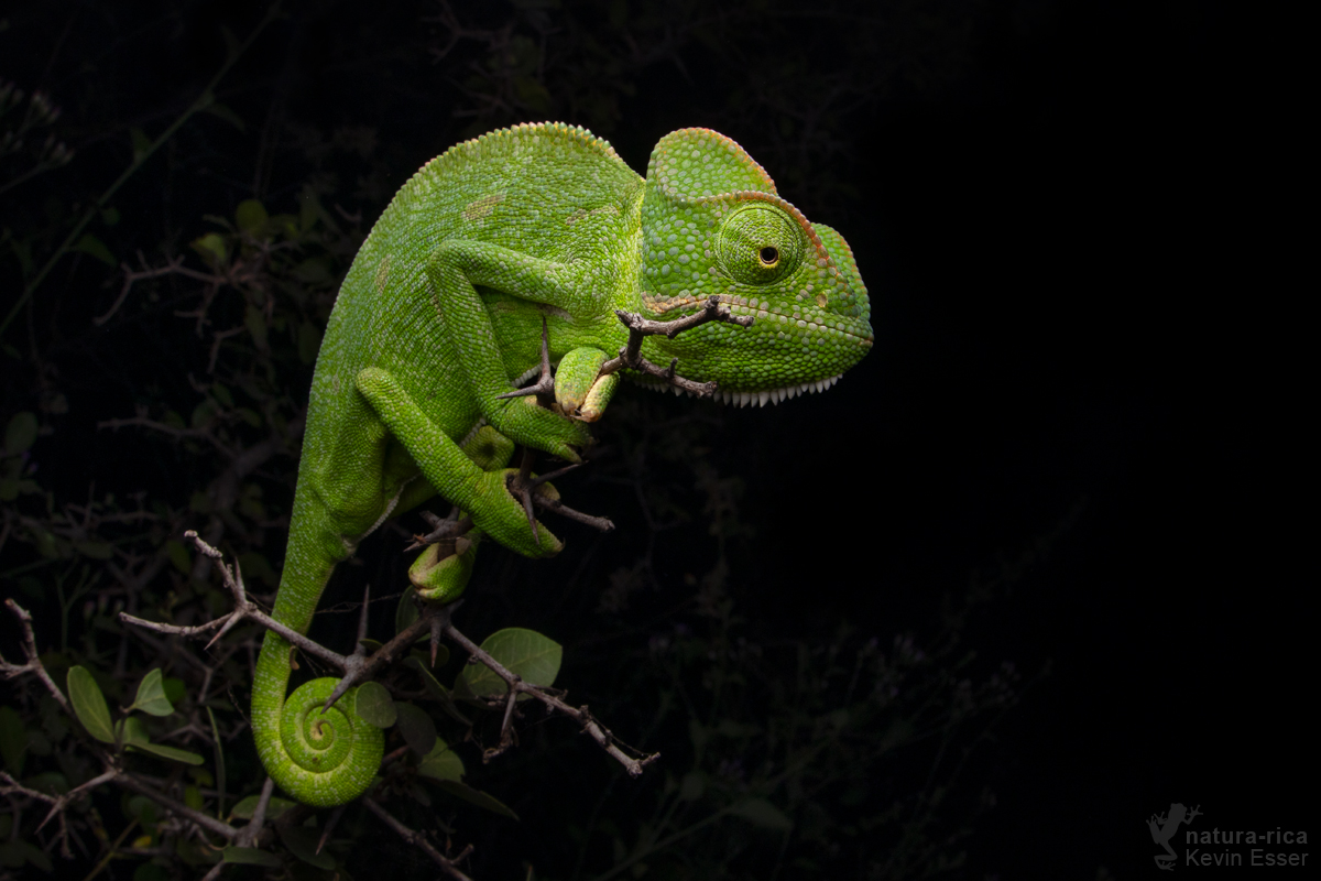 Indisches Chamäleon (Chamaeleo zeylanicus)