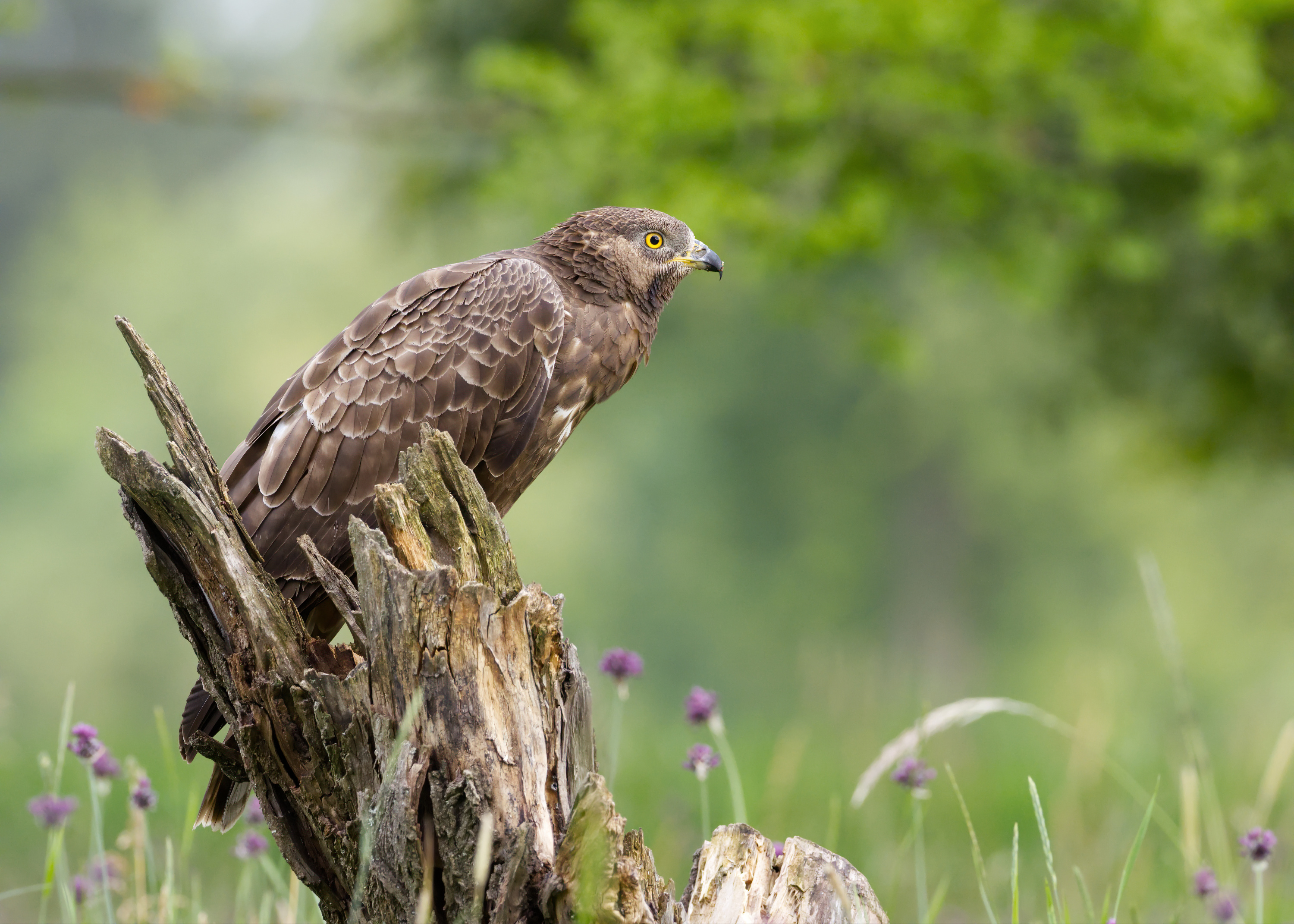 Wespenbussard hält Ausschau
