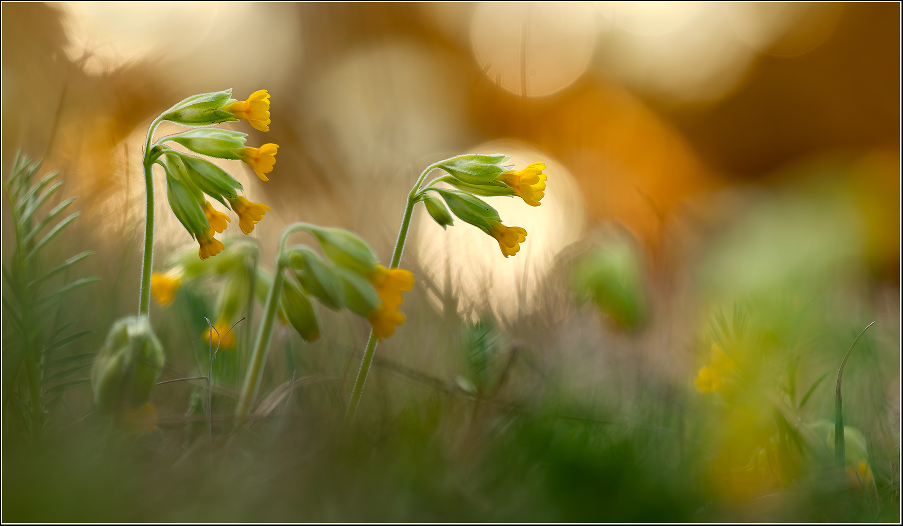 -Primula veris