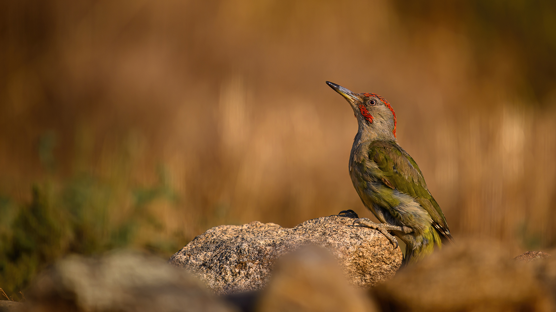 Iberischer Grünspecht