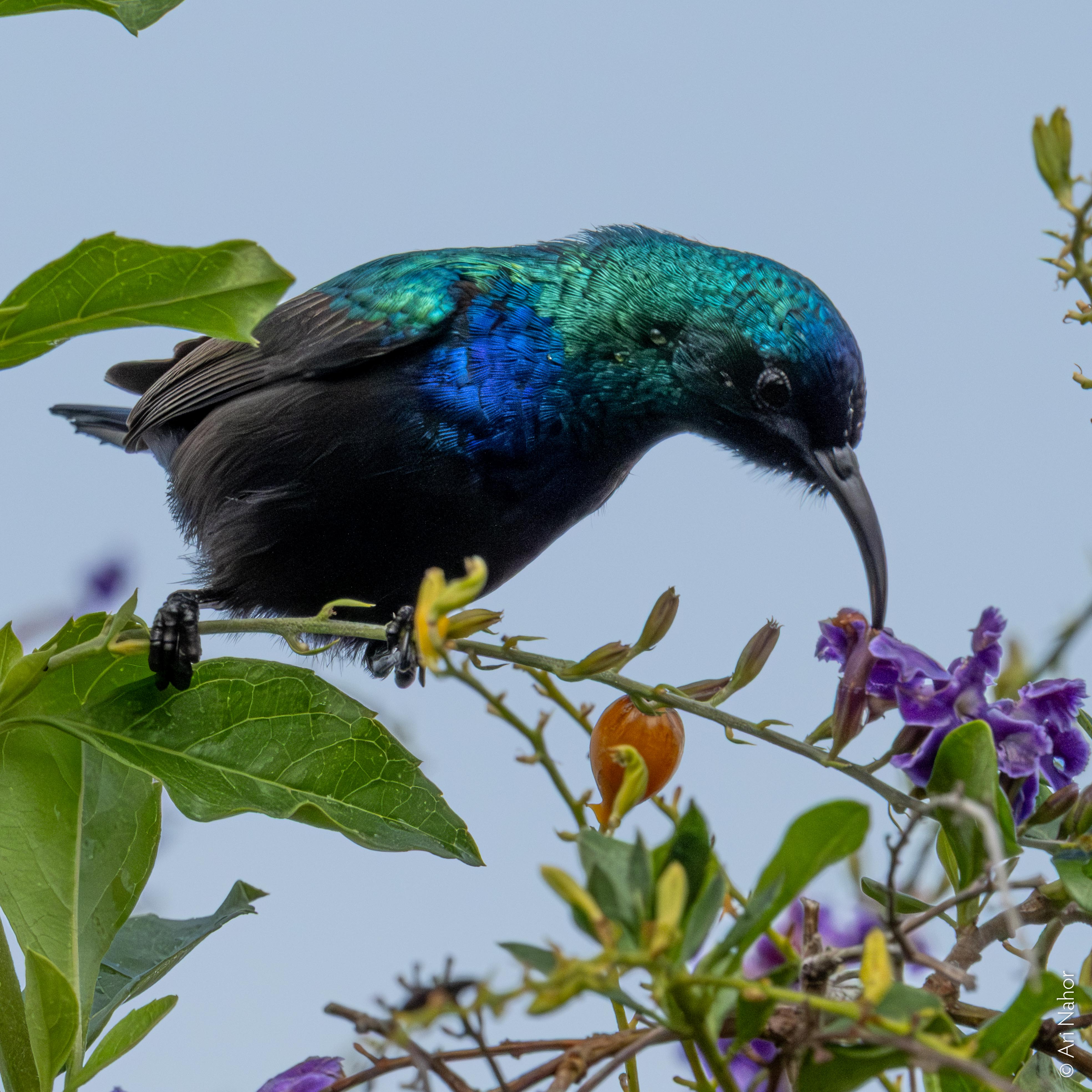 Jerichonektarvogel