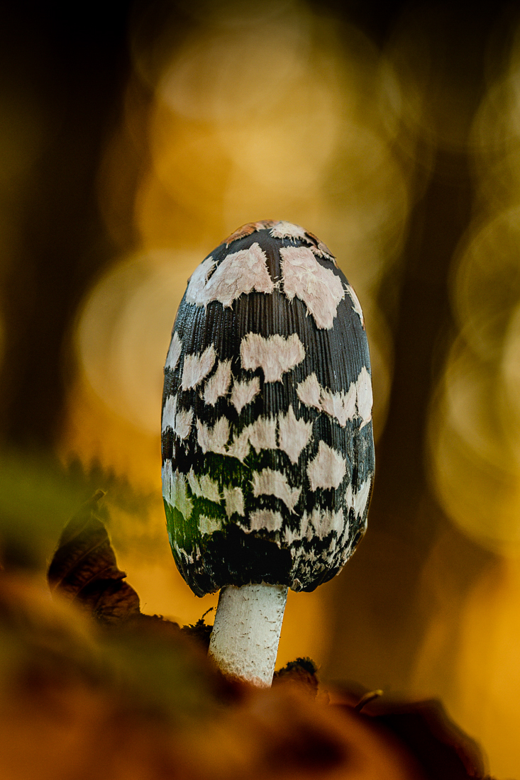 Ein Spechttintling ..