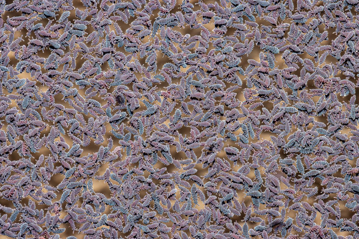 Wimmelbild