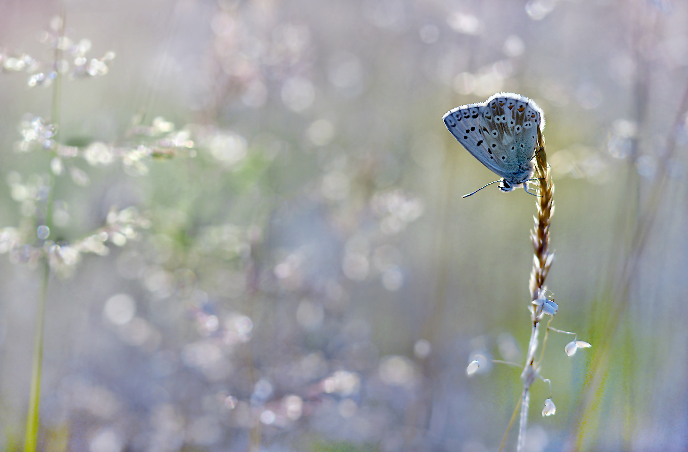 Im Zittergrasmeer ....,