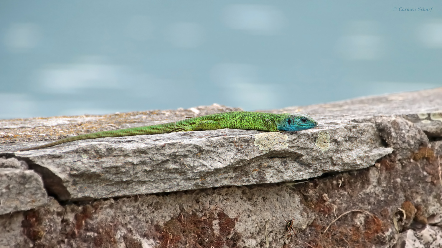 Smaragdeidechse am See