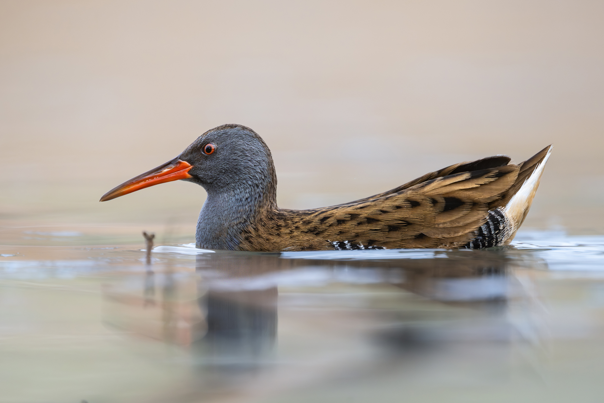 Die Heimliche