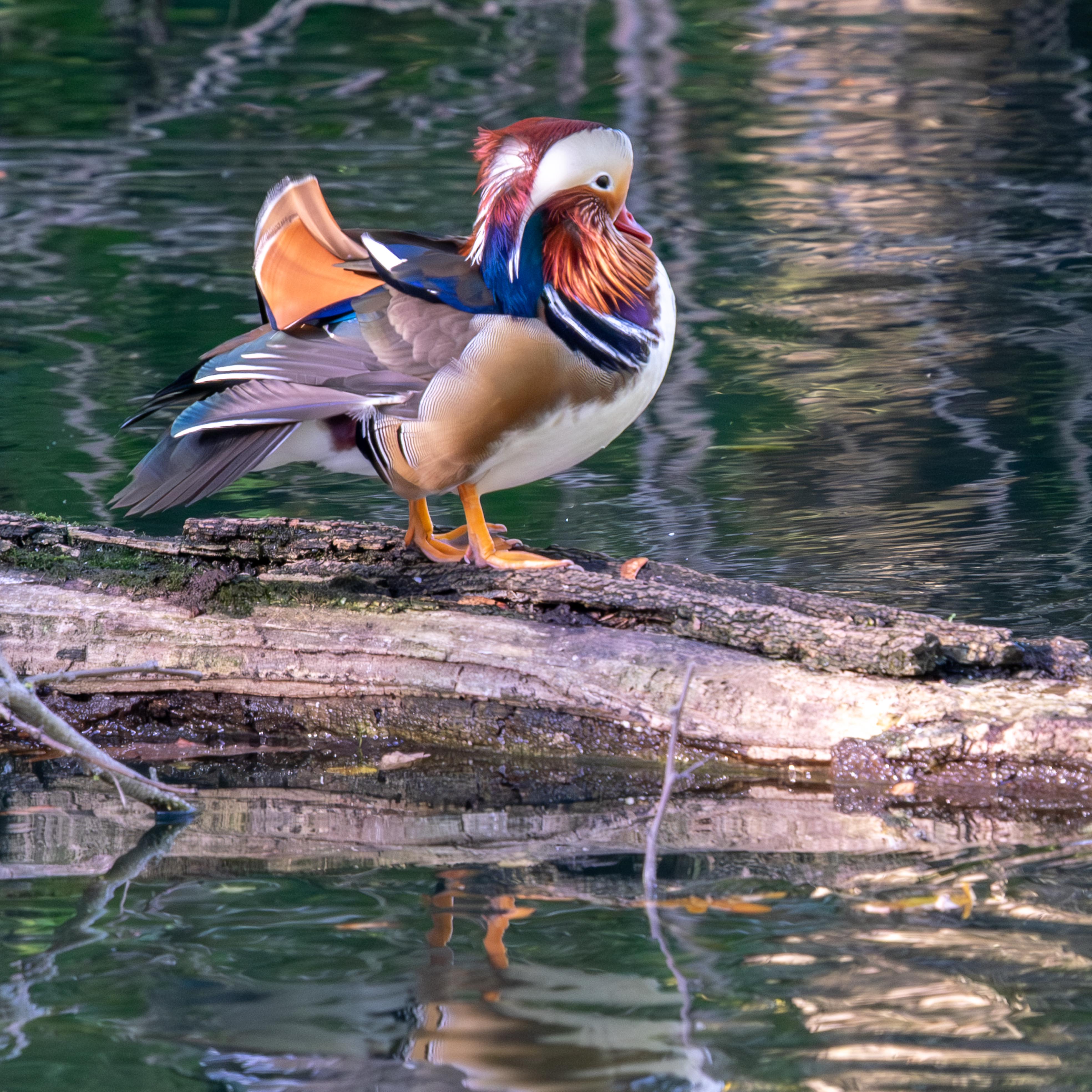 Mandarinenten-Erpel (Aix galericulata)