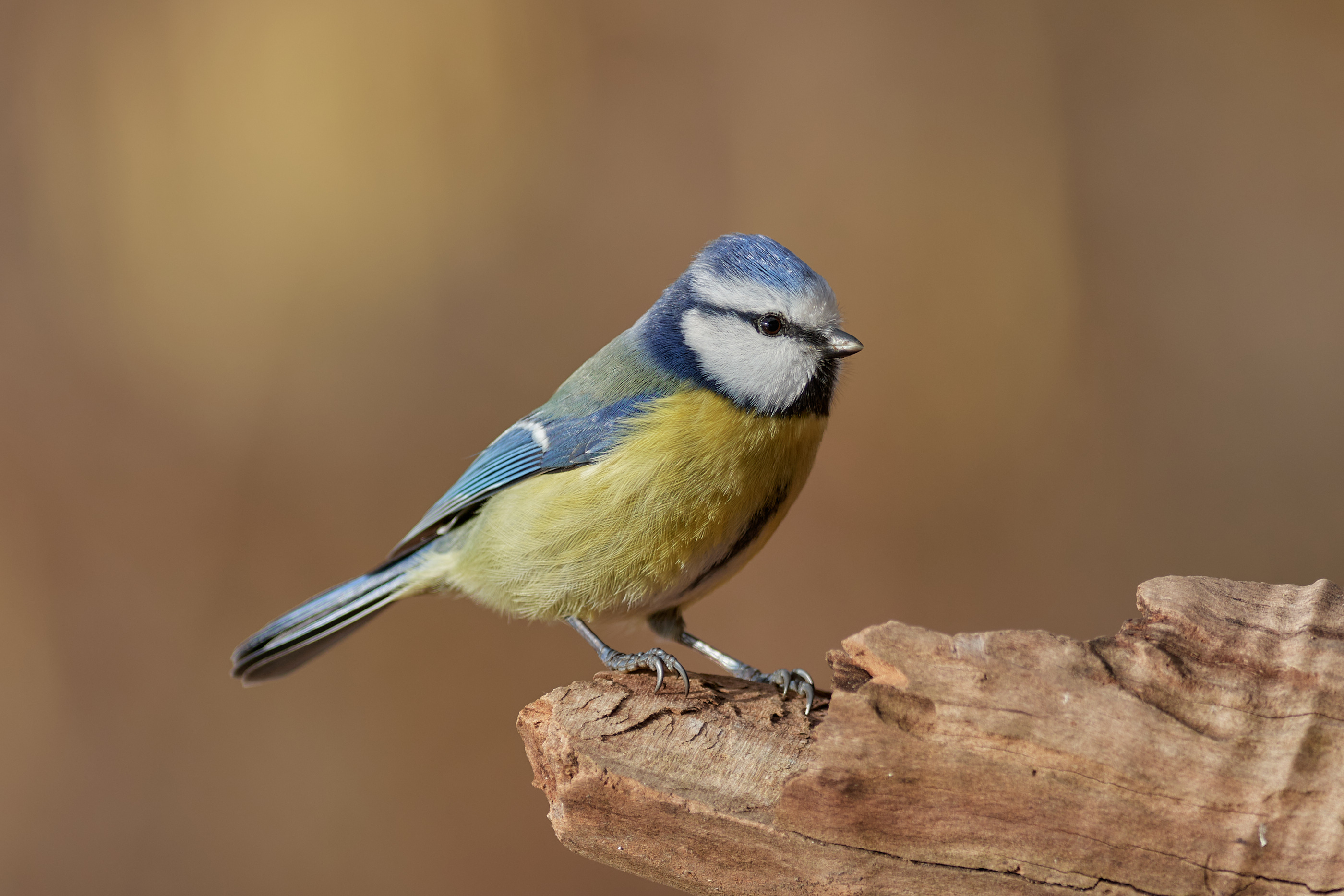 Blaumeise